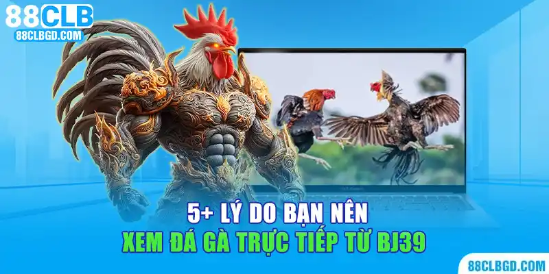 Những lý do nên xem đá gà trực tiếp tại BJ39