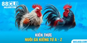 Kiến thức nuôi gà kiểng từ A - Z