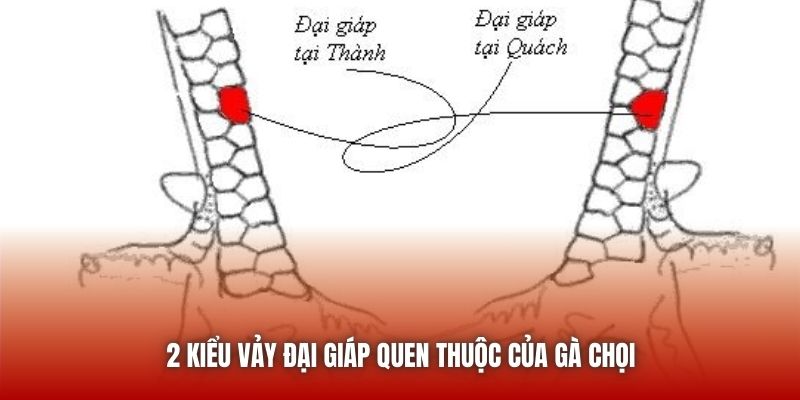 2 kiểu vảy Đại Giáp quen thuộc của gà chọi