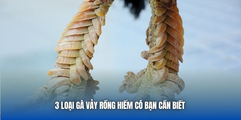 3 loại gà vảy rồng hiếm có bạn cần biết