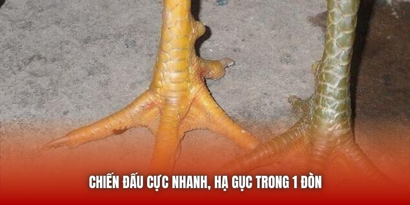 Chiến đấu cực nhanh, hạ gục trong 1 đòn
