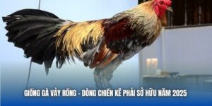 Giống Gà Vảy Rồng - Dòng Chiến Kê Phải Sở Hữu Năm 2025