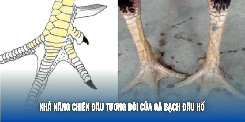 Khả năng chiến đấu tương đối của gà bạch đầu hổ