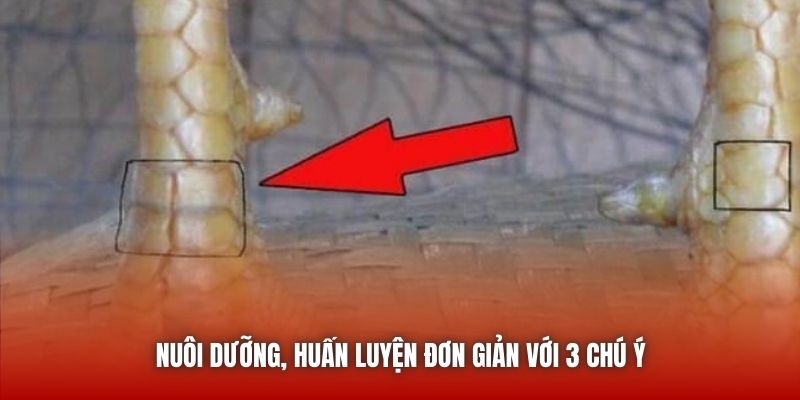 Nuôi dưỡng, huấn luyện đơn giản với 3 chú ý