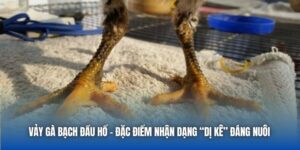 Vảy Gà Bạch Đầu Hổ - Đặc Điểm Nhận Dạng “Dị Kê” Đáng Nuôi