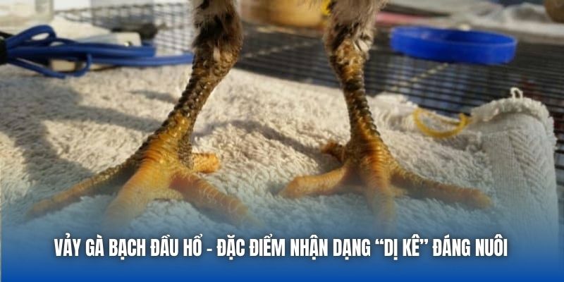 Vảy Gà Bạch Đầu Hổ - Đặc Điểm Nhận Dạng “Dị Kê” Đáng Nuôi