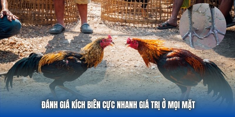 Đánh giá kích biên cực nhanh giá trị ở mọi mặt