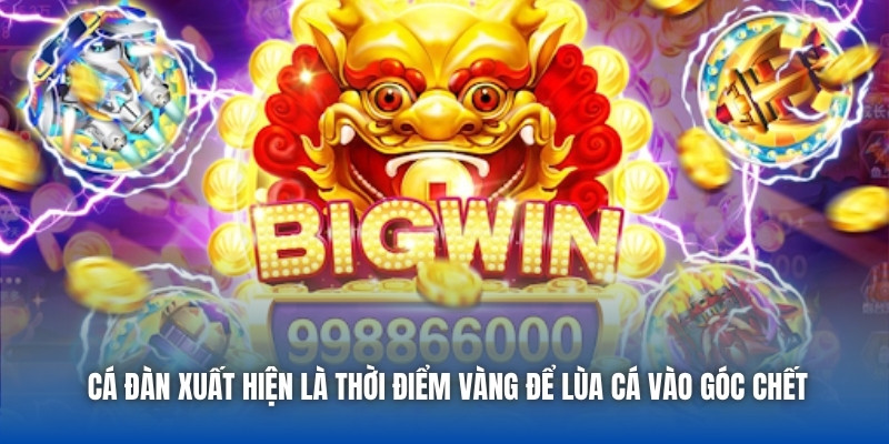 Cá đàn xuất hiện là thời điểm vàng để lùa cá vào góc chết